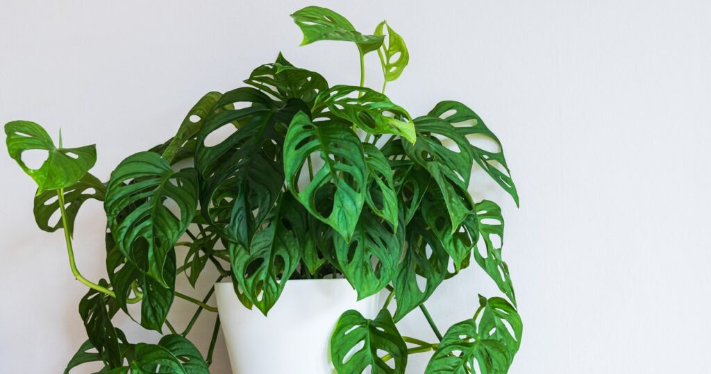 Monstera nemal dlhú dobu nové listy? Aplikujte trik priateľa kvetinárstva