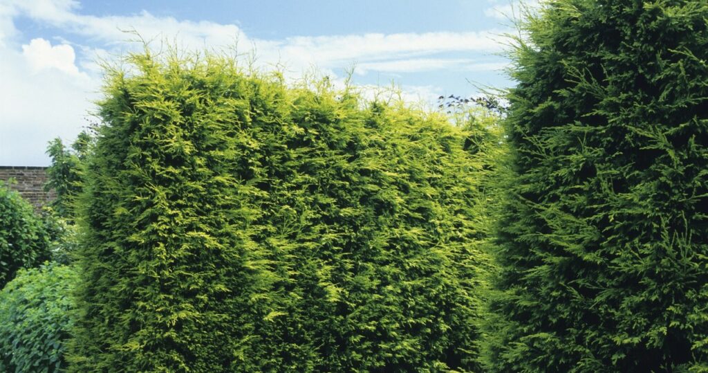 Odvaruje Thuja, pokiaľ ide o krásu. Účinne sa oddeľuje od zvedavých susedov
