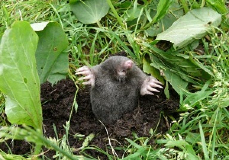 Zbavte sa mólov: Tieto prostriedky na nápravu domácností pomáhajú