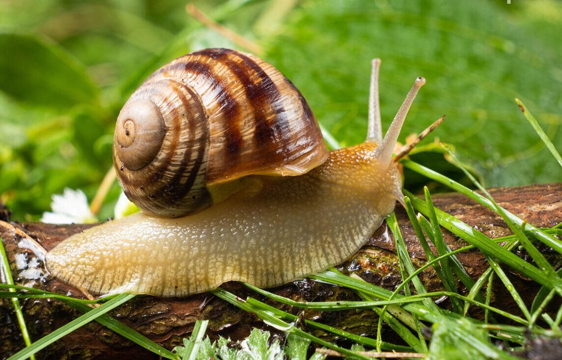 Vyberte ju z kuchynskej skrinky a rozsypte po záhrade. Okamžite tým odradíte slimáky a mravce.