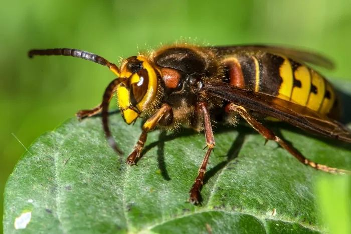 Nalejte do hrnca a umiestnite na terasu. Wasps sa vyhne vašej záhrade