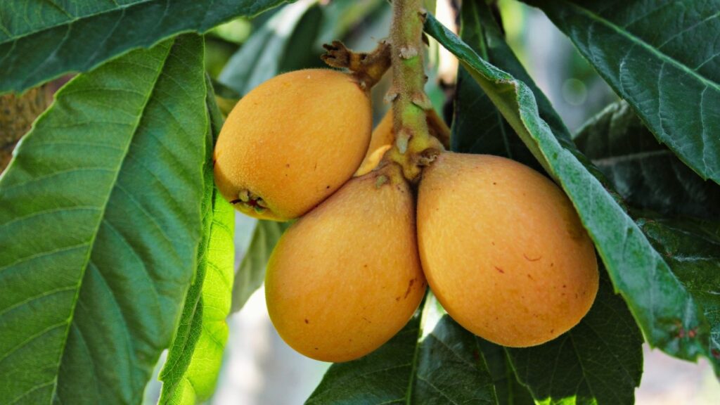 Toto je názov Loquat Tree: takmer nikto nevie