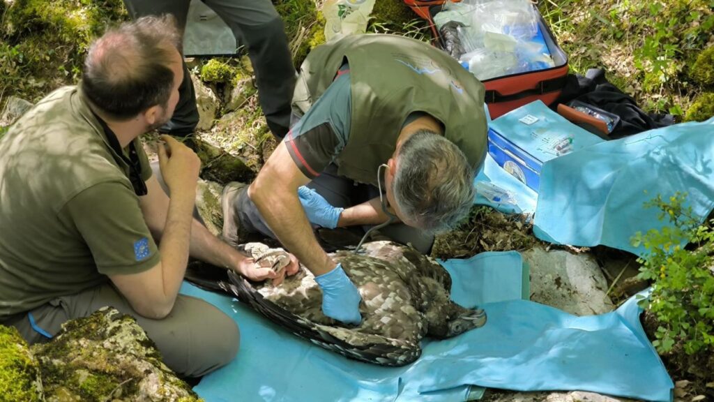 Bombazo v španielskej zoológii: Prvé šľachtenie slobody tohto chráneného zvieraťa sa narodilo po 100 rokoch