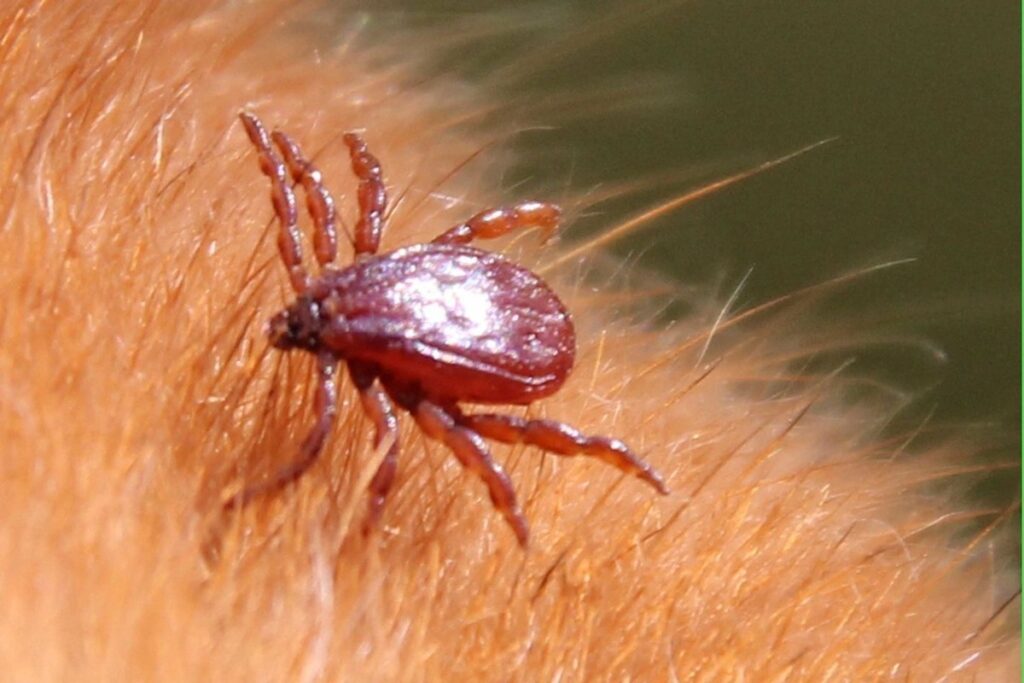 Kliešte utekajú pred jeho vôňou. Vedci potvrdzujú: pôsobí desaťkrát účinnejšie ako chemikálie