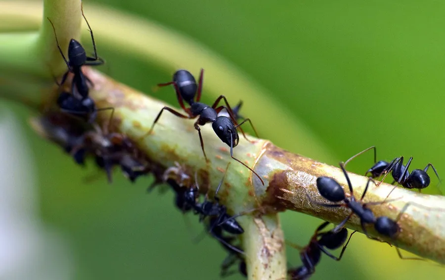 Hodil som jednu hrsť na Anthill - za dva dni bol prázdny, mravce zmizli z krajiny do jednej: rady skúseného agronónika