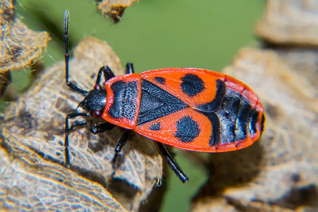 Tajomné správanie horúcich múch