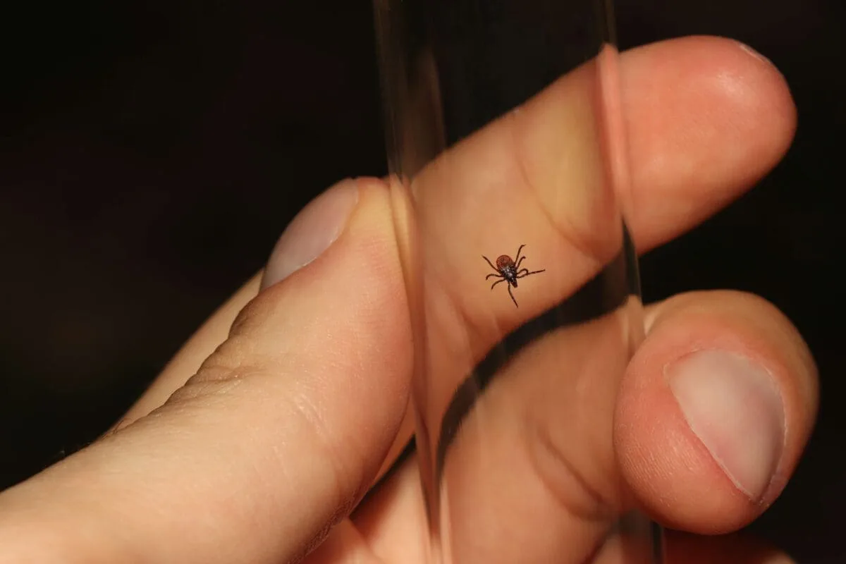 Kliešte utekajú pred jeho vôňou. Vedci potvrdzujú: pôsobí desaťkrát účinnejšie ako chemikálie