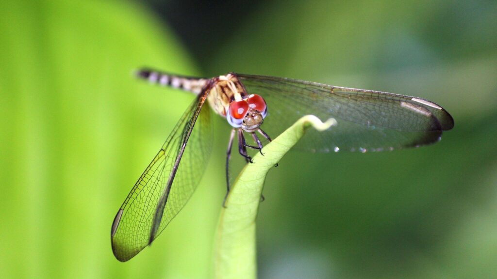 Nemyslite ani na drvenie Dragonfly: Odborníci varujú, že je to náš spojenec proti tomuto letnému problému