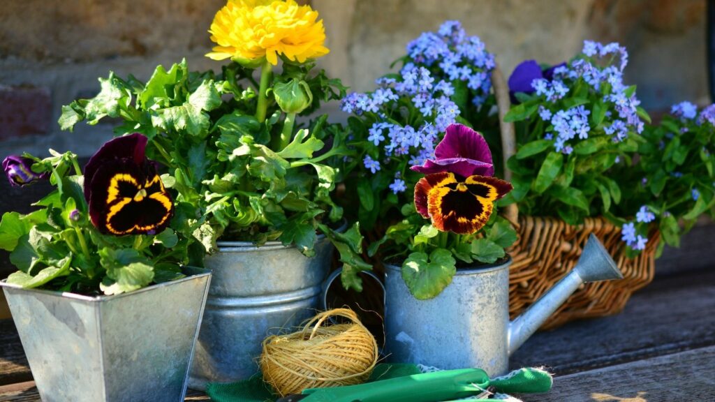 Ani Petunias, ani Geranium: Toto sú najlepšie rastliny s minimálnym zavlažovaním v lete
