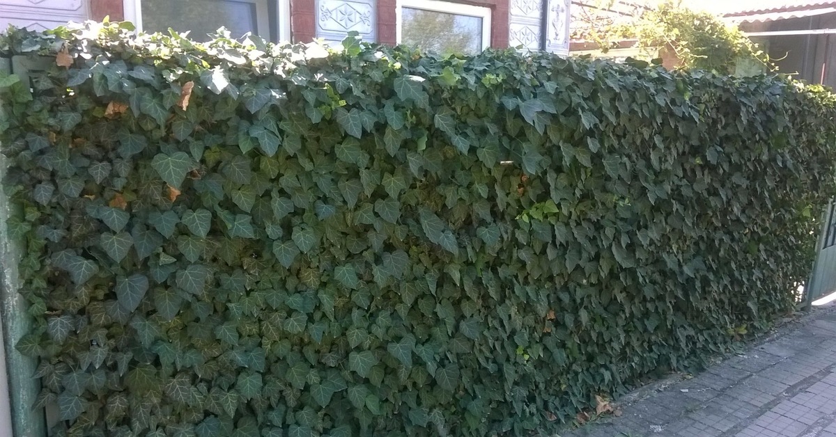 Vyhoďte tieto rastliny z domu, prinášajú choroby a nepríjemnosti.