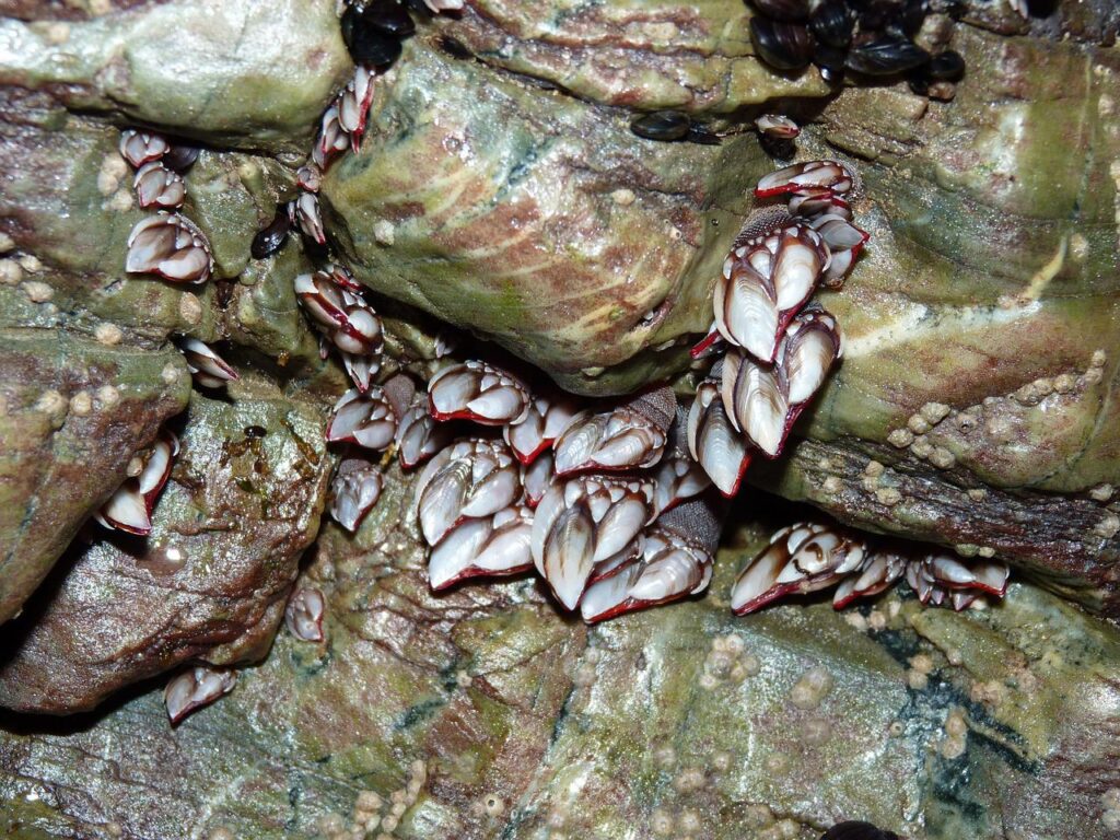 Ako správne jesť barnacles