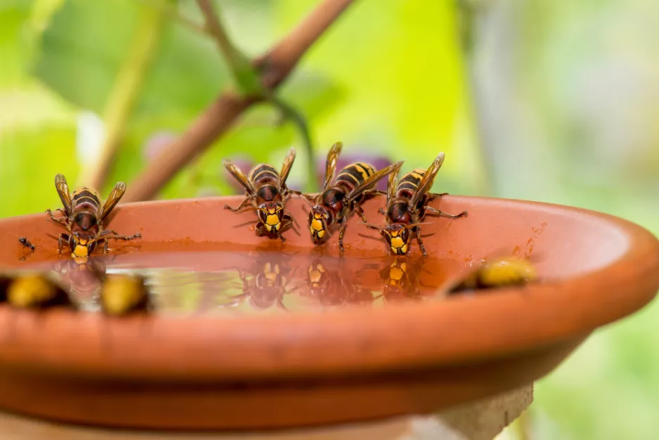 Nalejte do hrnca a umiestnite na terasu. Wasps sa vyhne vašej záhrade